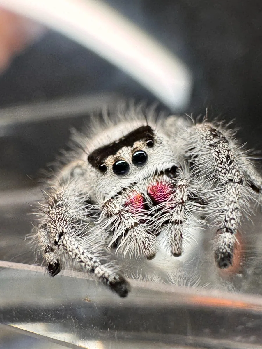 Gitsie, a mature female Regal jumping spider