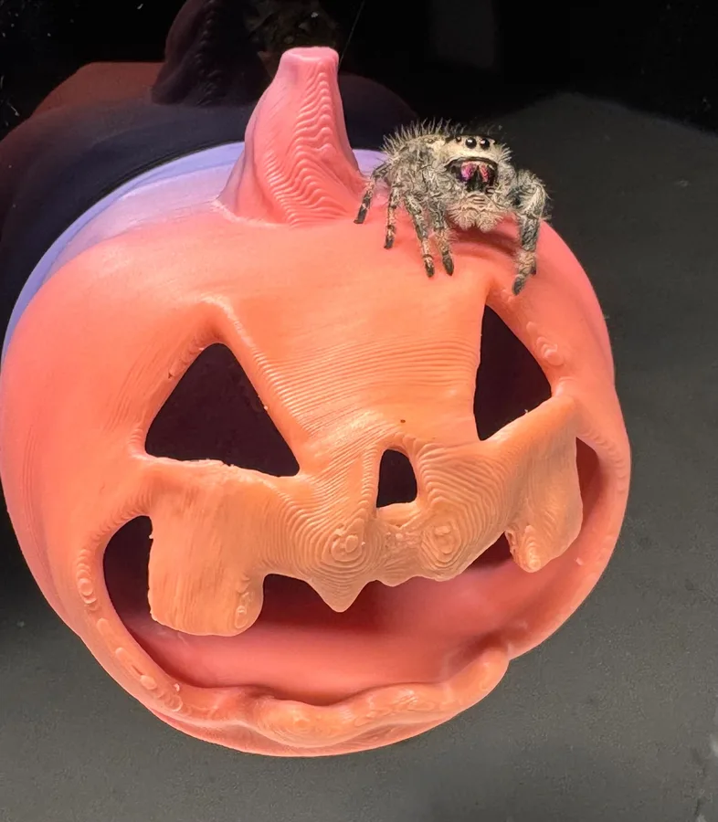 Jumping spider sitting on a 3D-printed jack-o-lantern