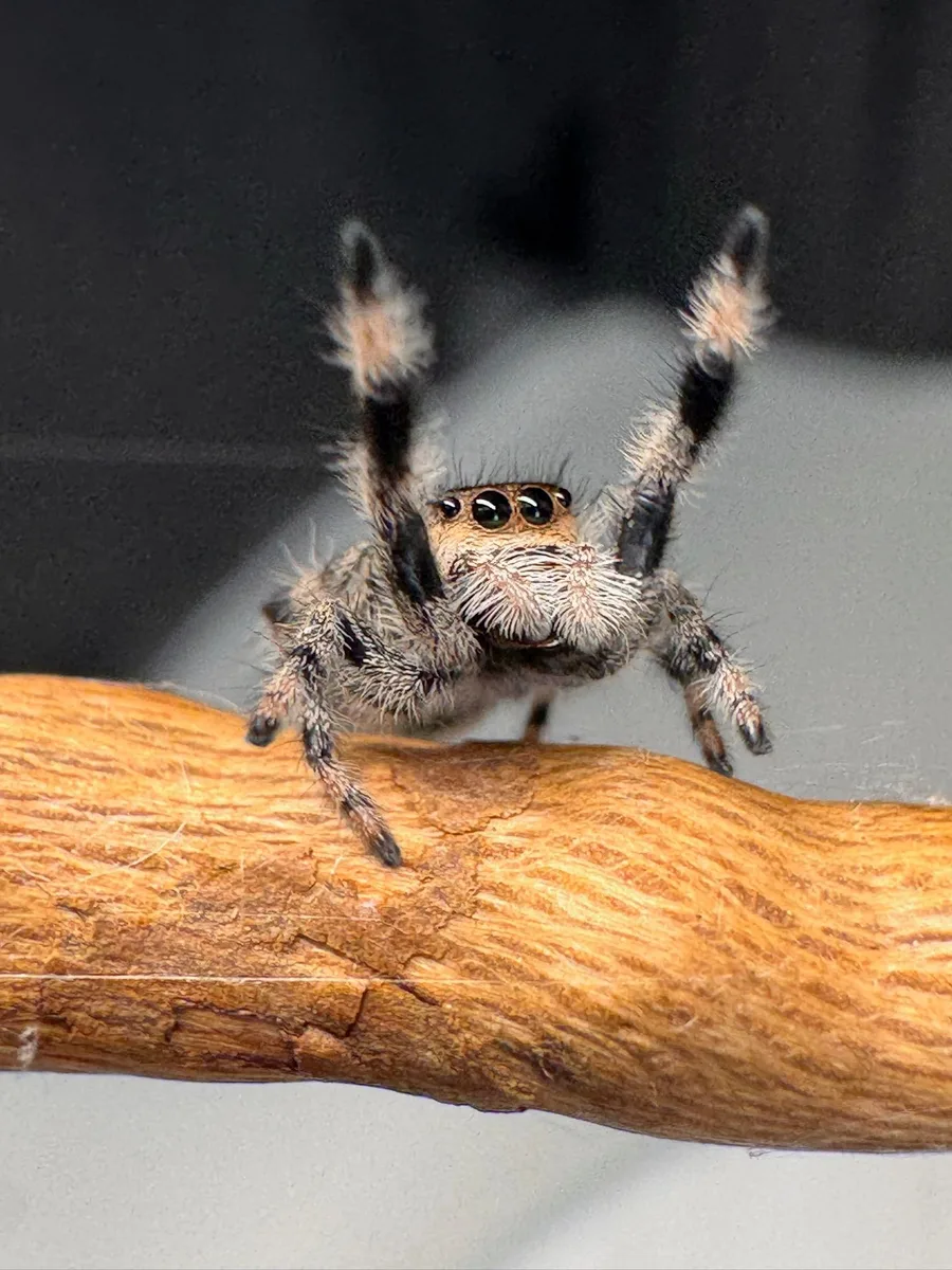 Jumping spider walking along a branch